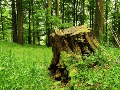 Old tree stump in a forest