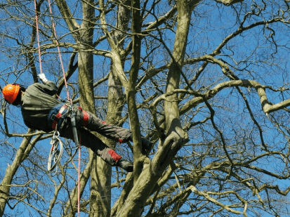 Arborist up a tree with ropes