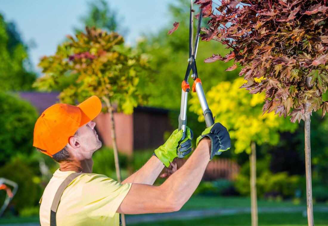 Tree Pruning Geelong | Professional Tree Care Services